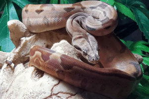 how painful is a boa constrictor bite
