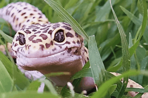 how do lizards hear