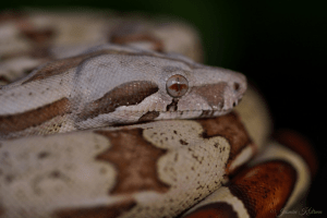 how long can a red-tailed boa constrictor go without eating