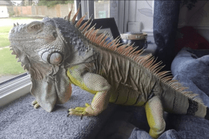 what lizards are poisonous (venomous)