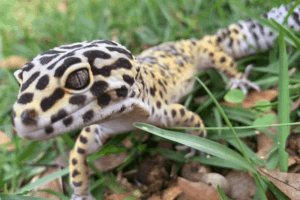 what to feed crickets for lizards