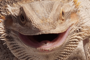 what is a lizard's defense mechanism