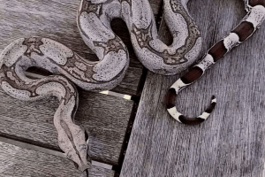 what does salt do to snakes