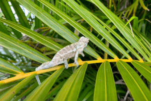 what do baby lizards drink and eat
