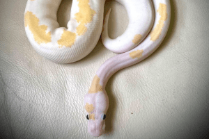 how long can snakes go without water