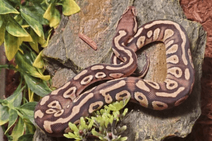how do snakes protect themselves