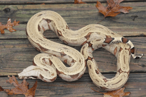 when is mating season for snakes