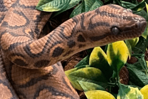 how many babies can snakes have