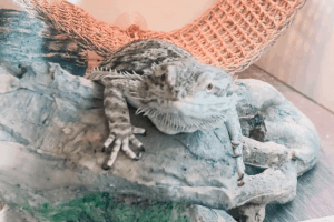 bearded dragon gout