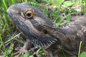 how smart are bearded dragons