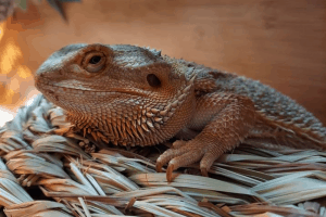 bearded dragon mites