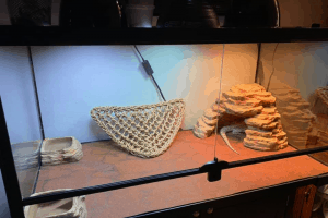 bearded dragon supply list