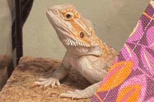 bearded dragon underbite
