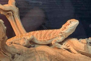 can bearded dragons drink milk