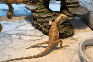 bearded dragon perch