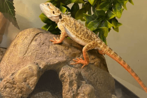 bearded dragon skin conditions
