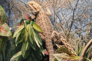 can bearded dragons eat brussel sprouts