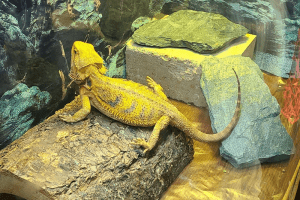 can bearded dragons eat hard boiled eggs