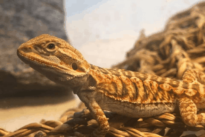 coccidia in bearded dragons