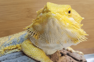 scale rot bearded dragon