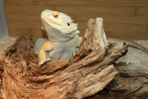 can bearded dragons eat pomegranate