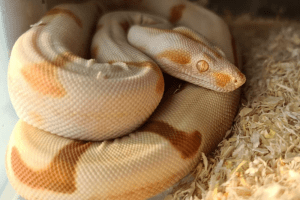 why do snakes eat their own tails