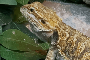 are bearded dragons amphibians