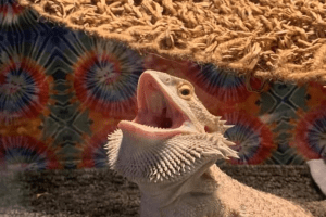 bearded dragon beds
