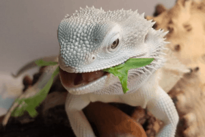 can bearded dragons eat spiders