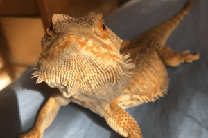 can bearded dragons eat squash
