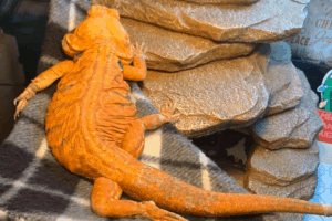 bearded dragon diarrhea treatment
