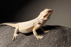 are bearded dragons good with children