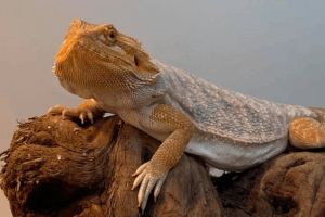 can bearded dragons eat tangerines