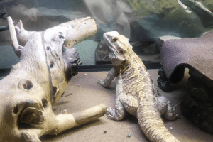 can bearded dragons eat alfalfa sprouts