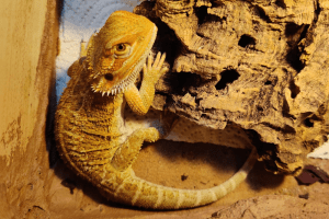 do bearded dragons pee