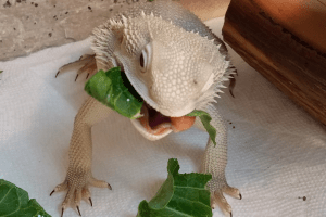Canva Photo can bearded dragons eat butter lettuce2021 01 03t120132.180