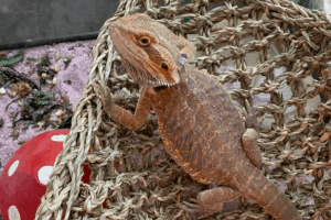can bearded dragons eat popcorn
