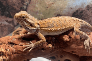 can bearded dragons eat cranberries