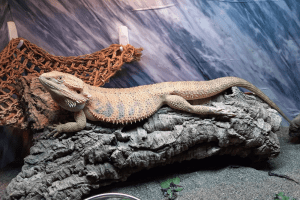 can bearded dragons eat pumpkin puree