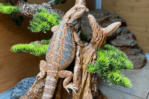constipated bearded dragon remedy