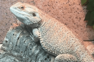 sani chips bearded dragons