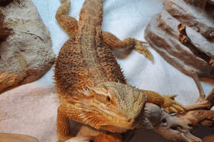 repti bark for bearded dragons