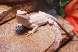 can bearded dragons eat moths
