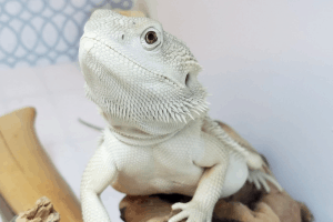 can bearded dragons eat mushrooms