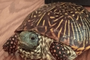how do box turtles drink water