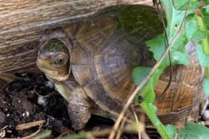 how to age a box turtle