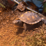 how to take care of a box turtle
