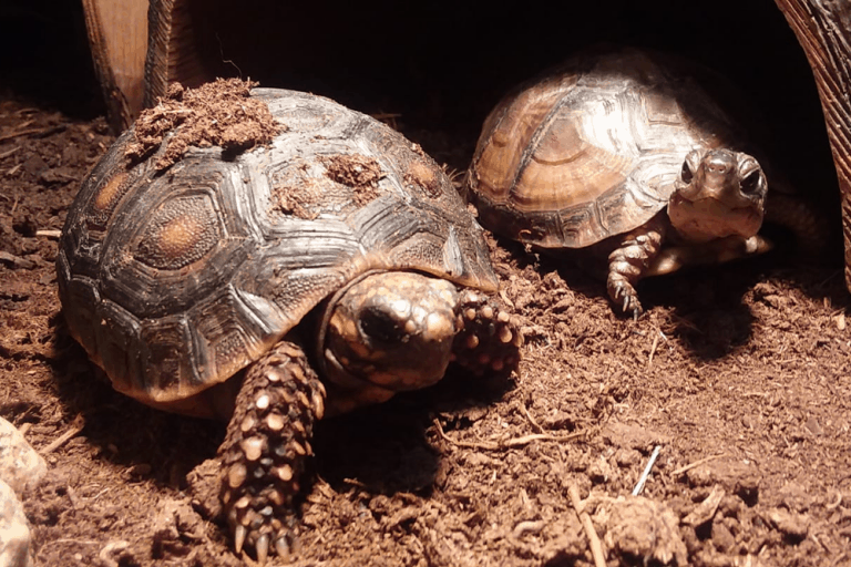 What Do Box Turtles Eat?