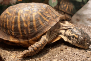 how do box turtles reproduce