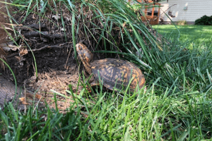 When Do Box Turtles Hibernate
